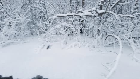 Trees-and-bushes-covered-with-a-lot-of-snow