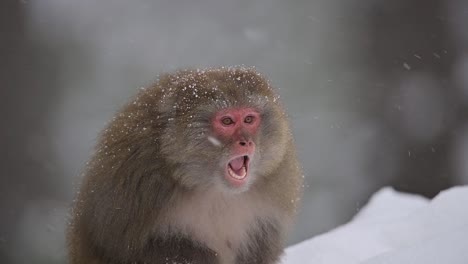 Retrato-De-Mono-Macaco-Rhesus-Un-Mono-Salvaje-En-Caída-De-Nieve