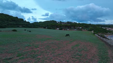 Luftaufnahmen-Von-Pferden,-Die-Auf-Gras-Auf-Spanischem-Ackerland-Grasen