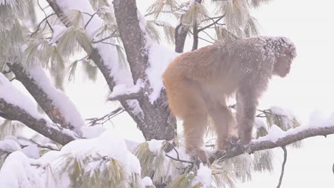 Rhesus-Macaque-sitting-on-tree-in-Snowfall