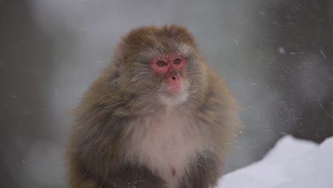 Portrait-of-Rhesus-macaque-monkey-a-Wild-monkeyin-Snow-Fall