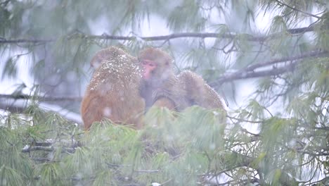 -family-of-Rhesus-Macaque-sitting-on-tree-in-Snowfall