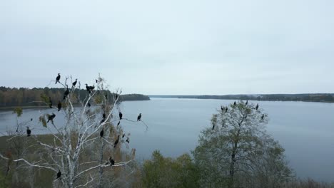 Black-Cormorans-flying-out-of-the-treetops-over-the-lake-Drone-shot-from-above