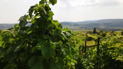 Weinreben-Wachsen-Auf-Einem-Hügel-Mit-Blick-Auf-Varbo,-Ungarn