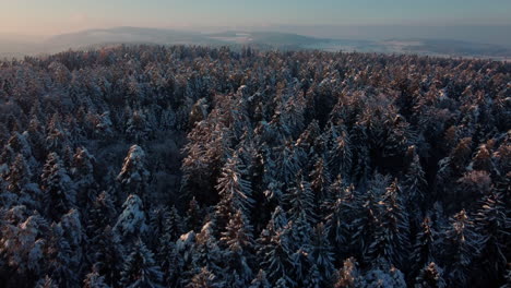 Aerial-view-of-a-snowy-forests-slowly-revealing-the-vast-snow-valley-in-the-distance