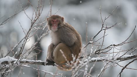 Rhesus-Macaque-sitting-on-tree-in-Snowfall