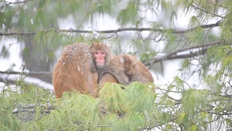 Mother-and-babies-of-Rhesus-macaque-monkey-in-Snow-Fall