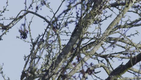 Two-birds-are-moving-in-the-trees-in-Thetford-Nunnery-lake-bird-habitat-of-England