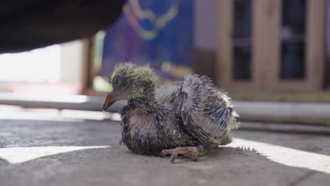 Close-up-gimbal-shot-of-baby-pigeon-on-ground-under-shadow-of-person