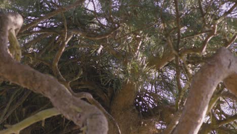 Un-árbol-Grande-Desde-Una-Vista-De-ángulo-Bajo-En-El-Hábitat-De-Aves-Del-Lago-Del-Convento-De-Thetford-En-El-Reino-Unido