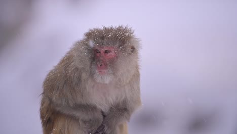 Closeup-of-Rhesus-macaque-monkey--in-Snow-Fall