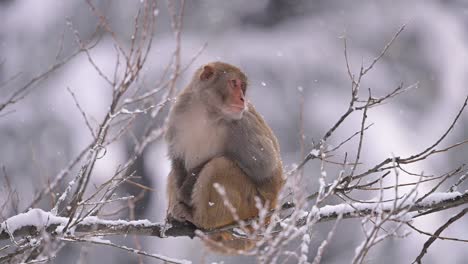 Macaco-Rhesus-Sentado-En-Un-árbol-En-Nevadas