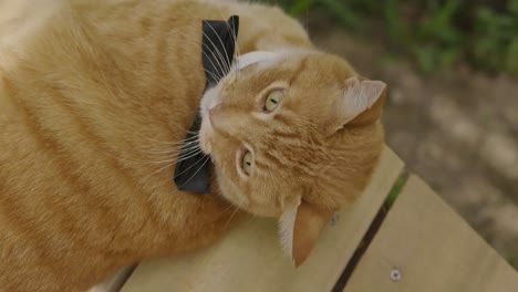 Orange-tabby-cat-with-a-black-bow-resting-on-some-wooden-floor