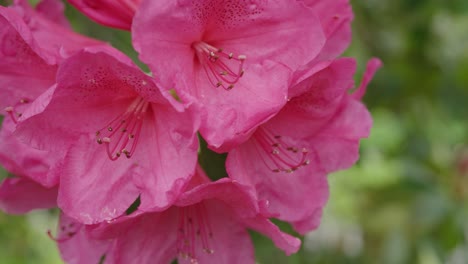Pink-azalea-flowers-and-in-slow-motion