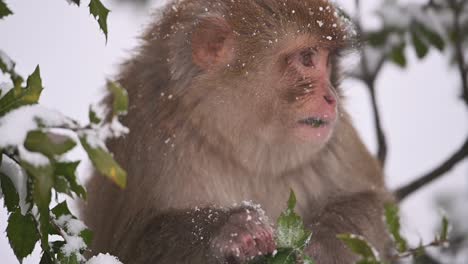 Mono-Macaco-Rhesus-Un-Mono-Salvaje-En-La-Nieve-Cae-Sobre-Un-árbol