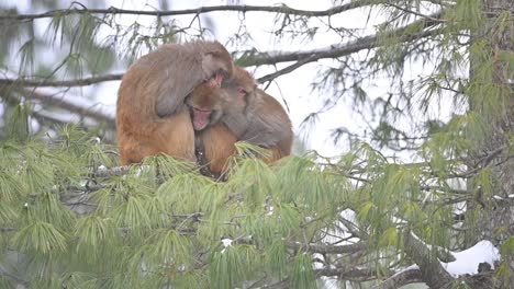 -Family-of-Rhesus-Macaque-sitting-on-tree-in-Snowfall