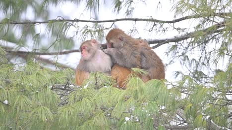 Macaco-Rhesus-Sentado-En-Un-árbol-En-Nevadas