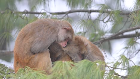 -Family-of-Rhesus-Macaque-sitting-on-tree-in-Snowfall
