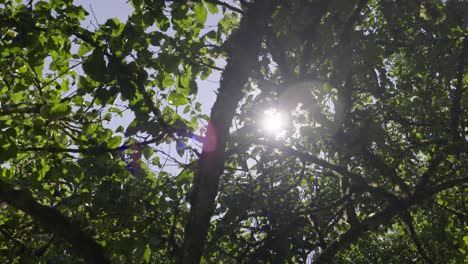 Die-Sonne-Scheint-Durch-Die-Bäume,-Die-Sich-In-Der-Kamera-Spiegeln