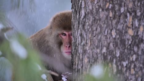 Closeup-of-Rhesus-Macaque-sitting-on-tree