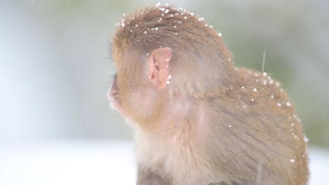Closeup-of-Baby-Rhesus-macaque-monkey-in-Snow-Fall