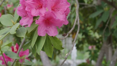 Flores-De-Azalea-Rosa-Y-Fuente-En-Cámara-Lenta