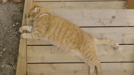 Die-Torangefarbene-Katze-Ruht-Auf-Einer-Holztreppe