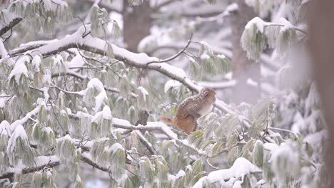 Rhesus-macaque-monkey--in-Snow-Fall