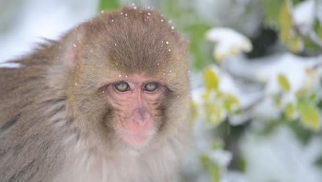Closeup-of-Rhesus-macaque-monkey--in-Snow-Fall