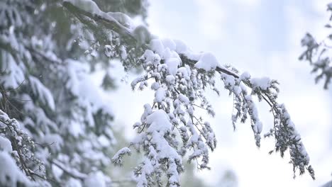 Snow-covered-tree-in-snowfall