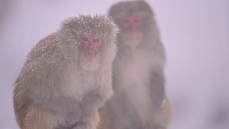 Pareja-De-Monos-Macacos-Rhesus-Un-Mono-Salvaje-En-La-Caída-De-Nieve