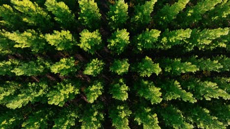 Artistic-drone-flight-looking-down-on-forest-tree-plantation