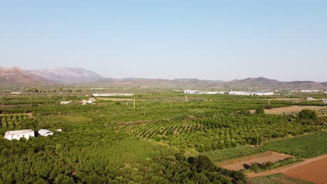 Aerial-shot-of-orange-orchards-and-other-types-of-fruit-trees-in-Argolis-region-of-Greece-|-4K