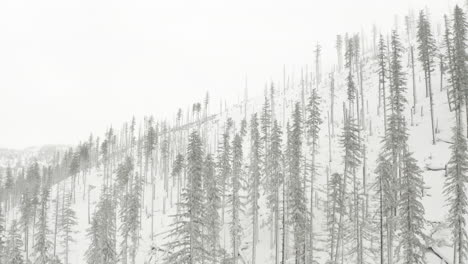 Rising-reveal-shot-of-burned-forest-covered-in-snow