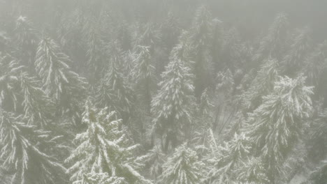 Rising-pan-down-aerial-shot-of-pine-trees-covered-in-snow