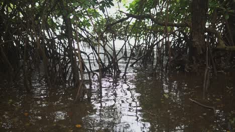 A-close-up-shot-of-the-trees-of-a-tropical-mangrove-forest,-as-small-tidal-waves-from-the-Mondovi-River,-push-up-through-the-exposed-roots,-Goa,-India