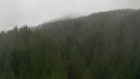Low-aerial-shot-over-cloudy-pine-forest-in-the-rain