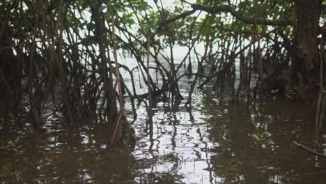 Mangroven-Mit-Schlammigem-Wasser-In-Indien
