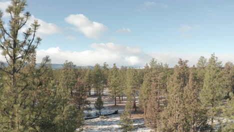 Aerial-shot-through-sparse-evergreen-pine-trees-in-the-winter