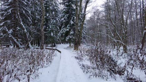 Erleben-Sie-Den-Zauber-Des-Winters-Im-Wald:-Eine-Atemberaubende-Bildersammlung-Mit-Einem-Verschneiten-Weg,-Majestätischen-Bäumen-Und-Einer-Welt-Der-Einsamkeit,-Perfekt-Für-Ihre-Nächste-Winterkampagne