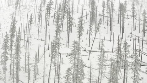 Aerial-slider-shot-over-burned-forest-covered-in-snow