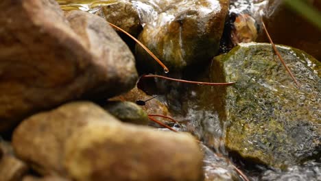Close-Up-Slow-Motion-of-River-flowing-through-stream-over-rocks