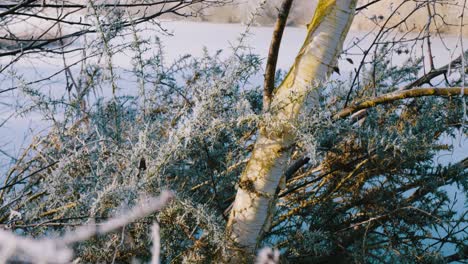 Zoom-frozen-lake-in-Thetford-Nunnery-bird-habitat-in-England,-UK