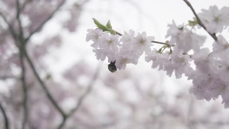 Bumblebee-pollinates-cherry-blossoms-in-sunny-day-in-spring