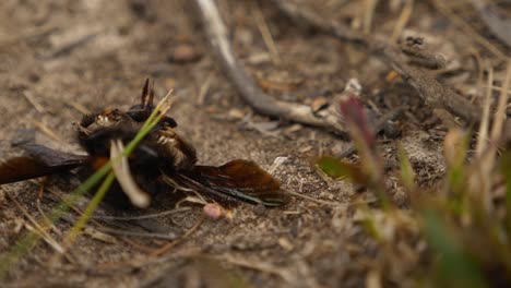 Zeitlupenschwenk-Unten-Links-Auf-Totes-Bienengras,-Das-Vom-Körper-Abprallt