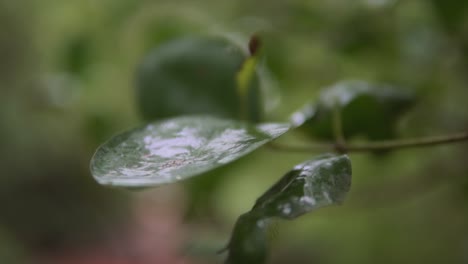 green-leaf-panning-slider-close-up,-with-a-bright-green-bokeh-background