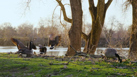 A-group-of-ducks-bask-in-the-golden-rays-of-the-setting-sun-next-to-the-river-and-feeding