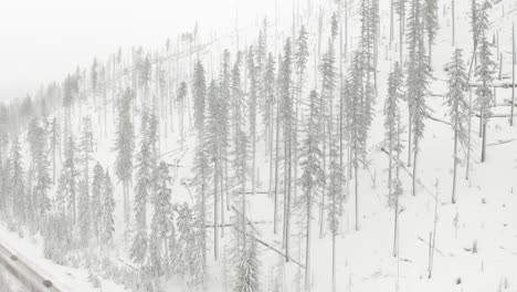 Kreisende-Luftaufnahme-über-Verbranntem,-Schneebedecktem-Wald