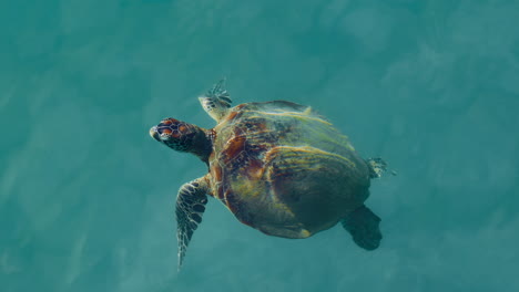 Australische-Meeresschildkröte-Mit-Flachem-Rücken-Steigt-An-Die-Oberfläche,-Um-Am-Mission-Beach-In-Queensland-Zu-Atmen