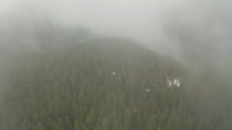 Pan-down-aerial-shot-from-a-cloud-of-snow-falling-on-a-pine-tree-forest